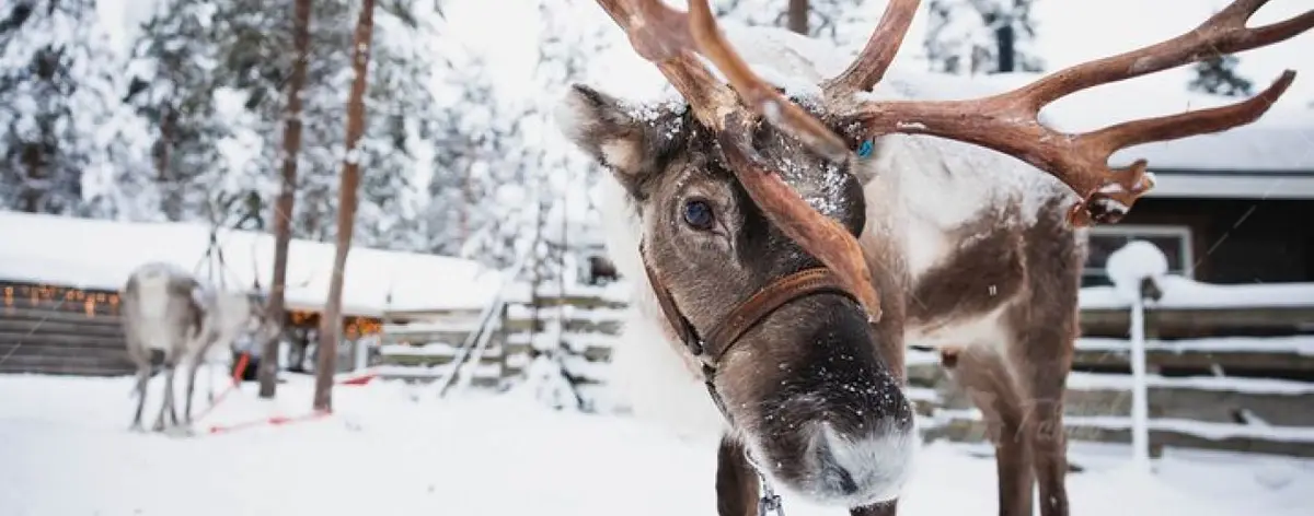 Гельсінкі — фото до туру «Лапландія - тут живе Санта! або "Santa is Here!"»