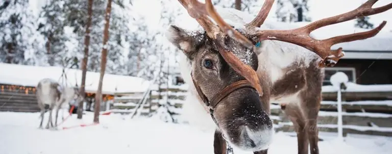 Лапландія - тут живе Санта! або "Santa is Here!"